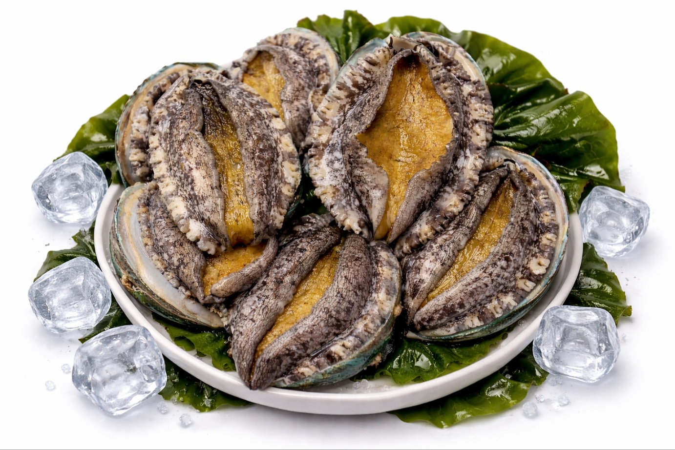 완도 활전복 1kg 10미(100g내외)