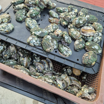 완도 활전복 1kg 20미(50g내외)